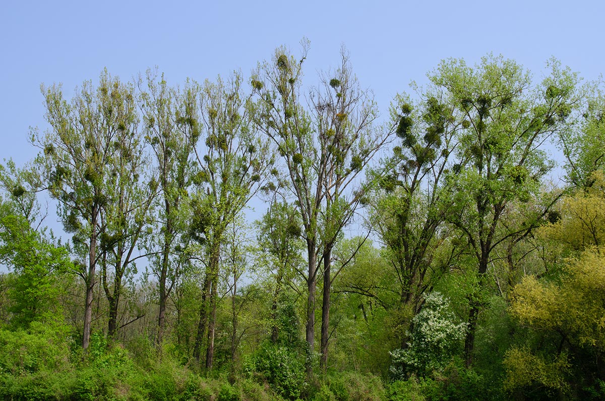 auf Weiden